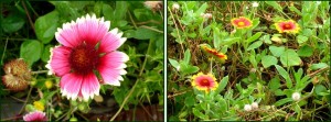 Hatteras_flowers